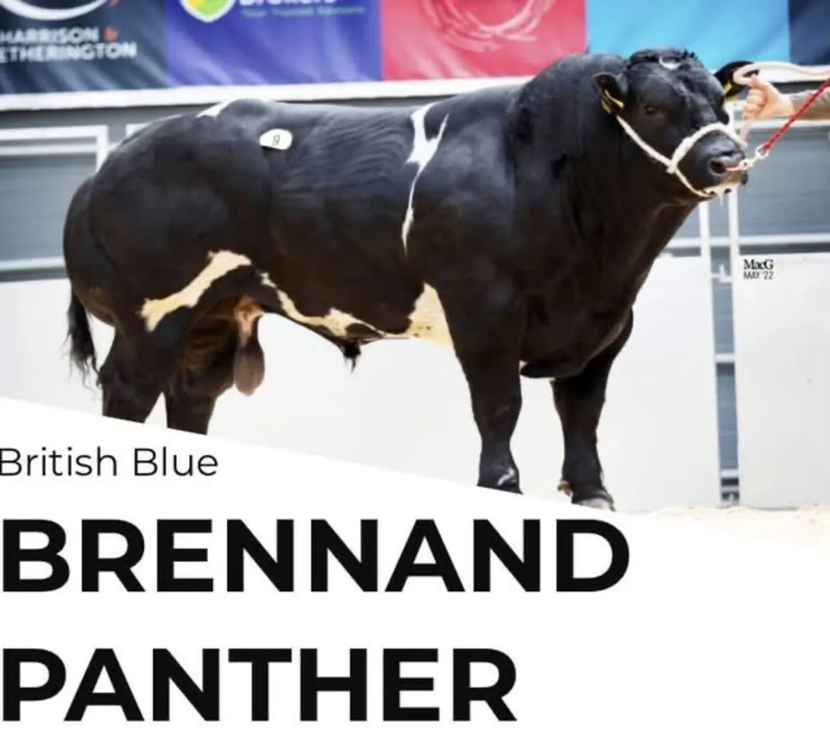 Pedigree blue embryos - Image 1