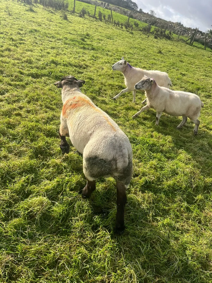 Suftex ram - Image 2