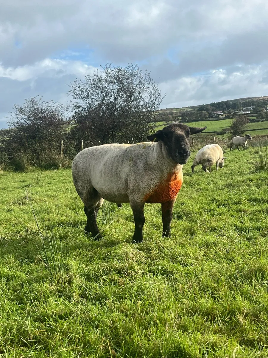 Suftex ram - Image 1