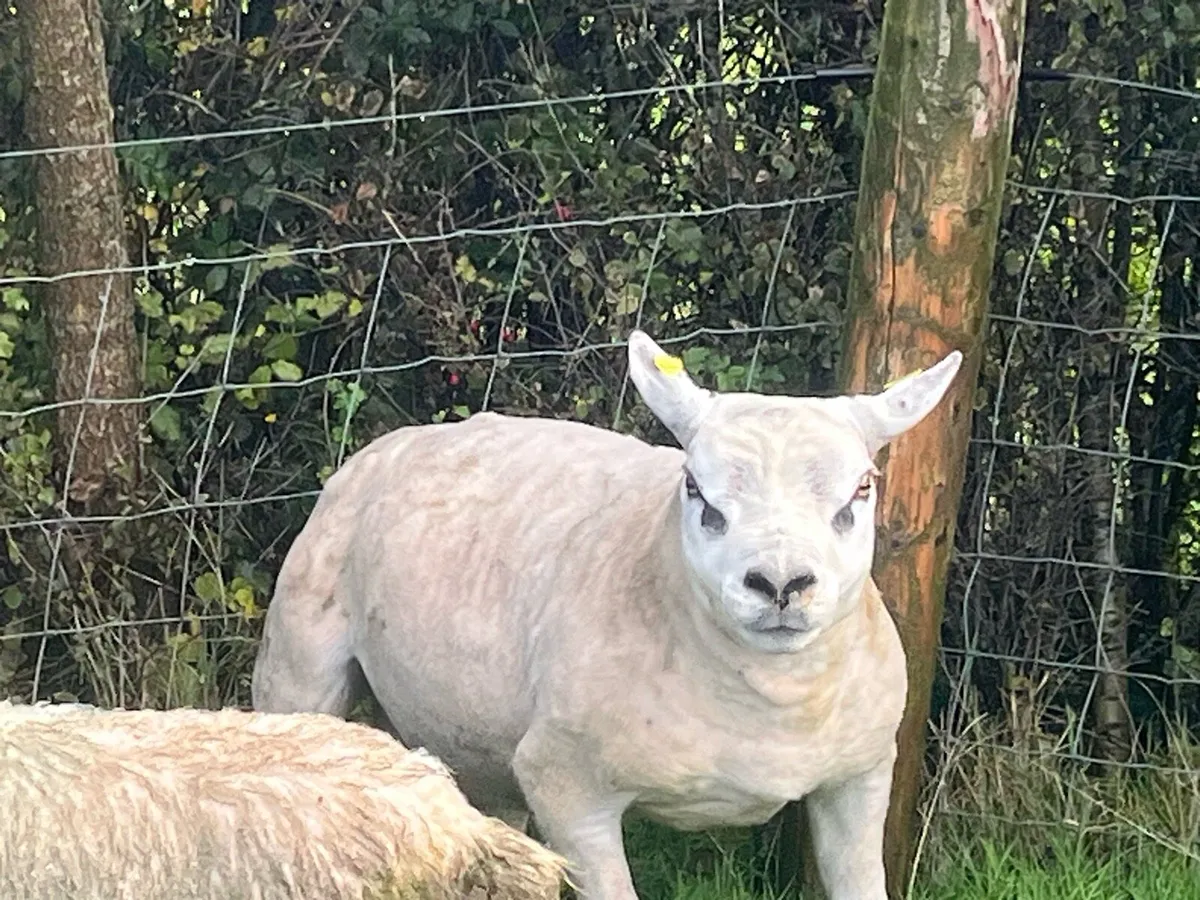 Texel hogget ram PB registered - Image 2