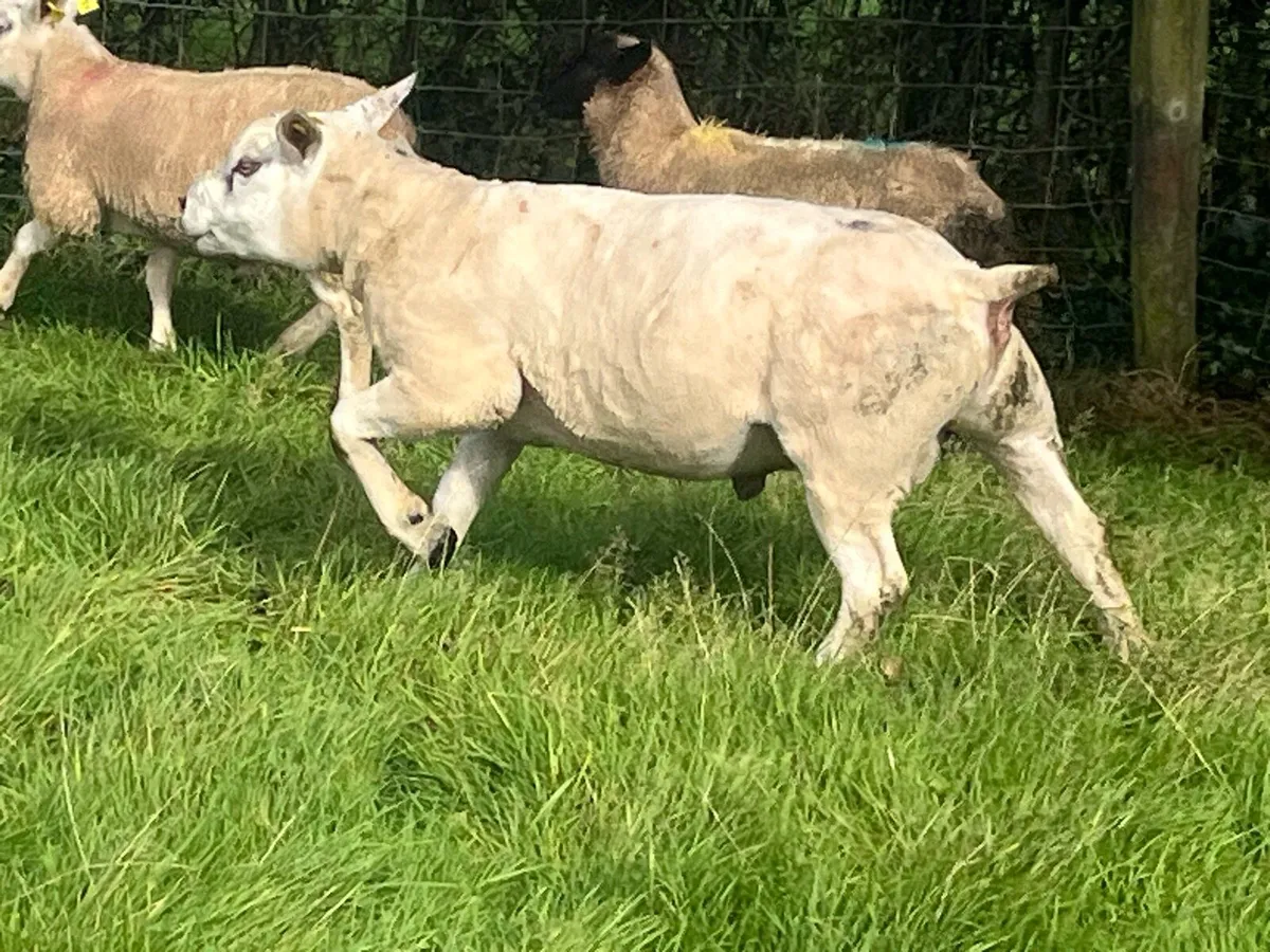 Texel hogget ram PB registered - Image 1
