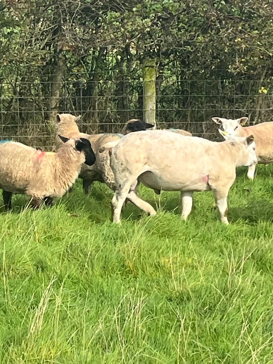 Texel hogget ram PB registered - Image 4