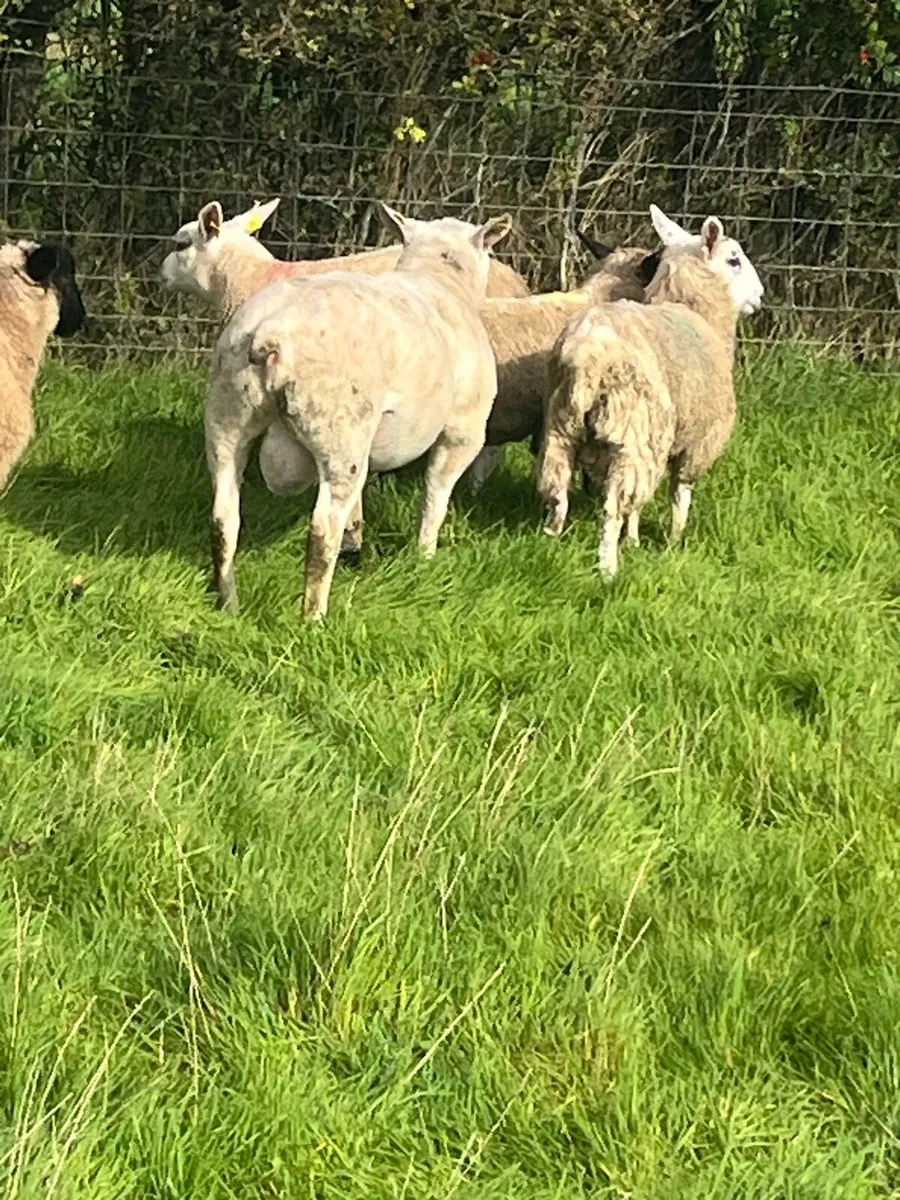 Texel hogget ram PB registered - Image 3