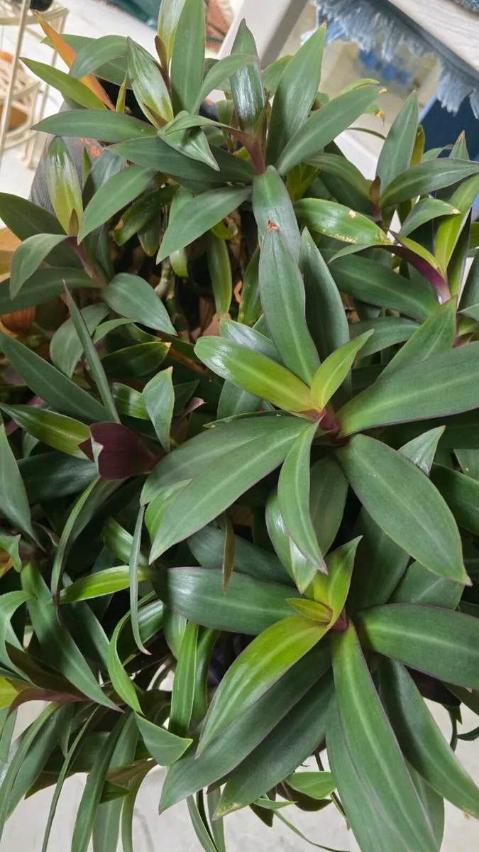 Plant - Image 2