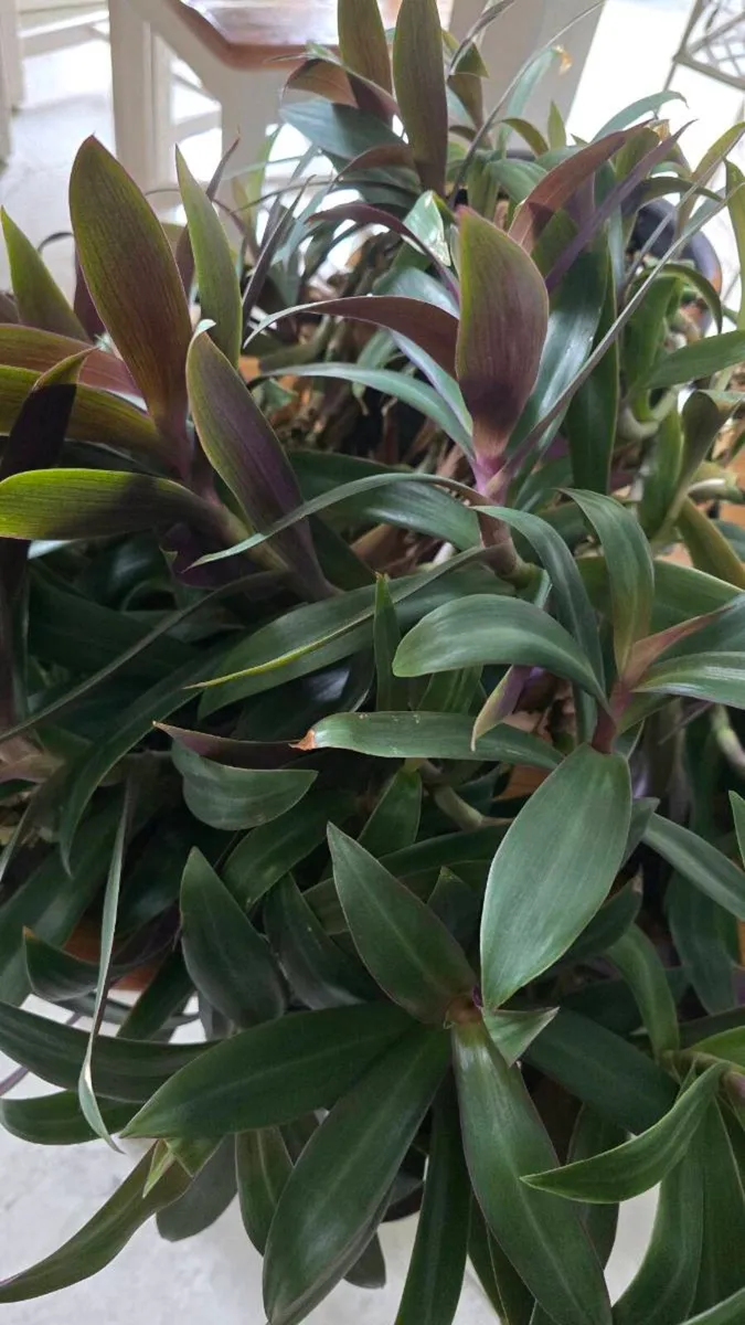 Plant - Image 3