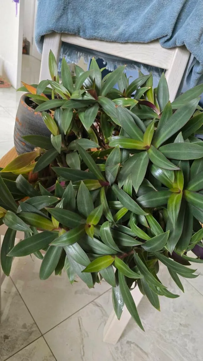 Plant - Image 4