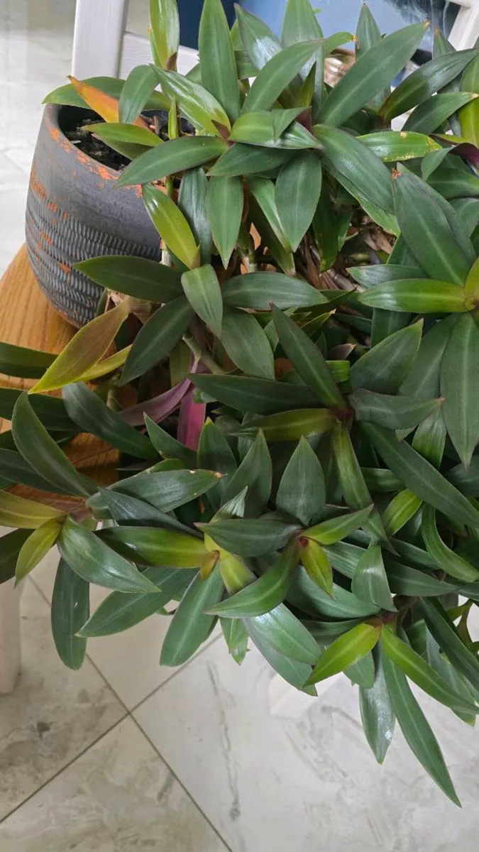 Plant - Image 1