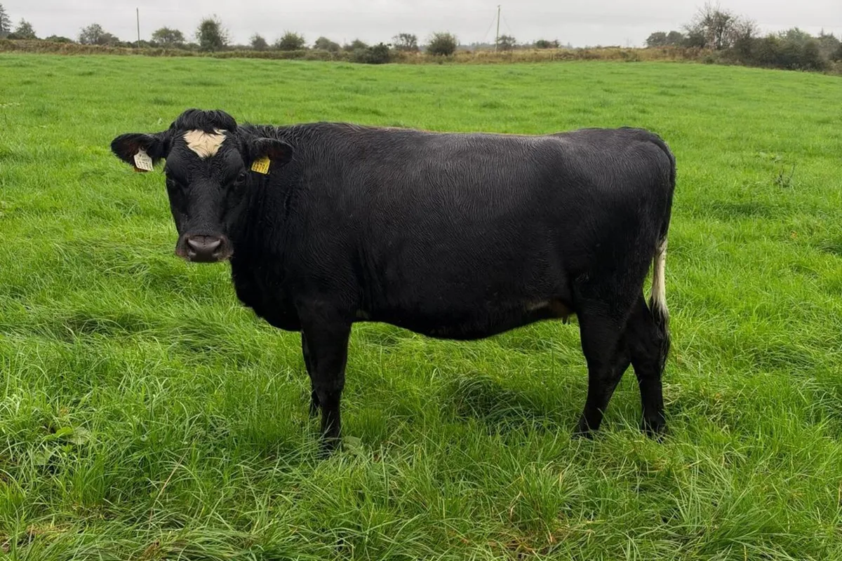 33 Spring Calving Heifers - 518 Kg/Ms - Image 4