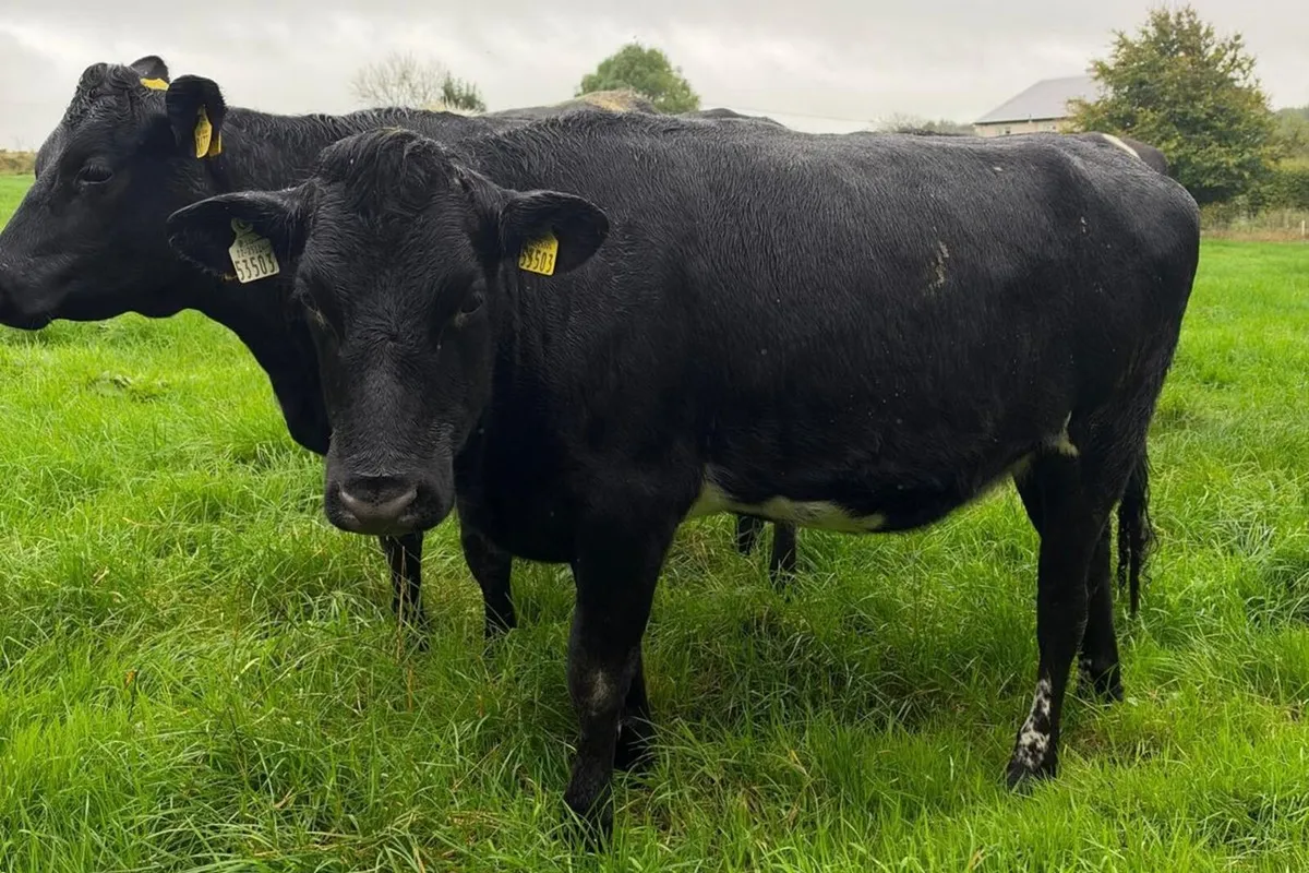 33 Spring Calving Heifers - 518 Kg/Ms - Image 2