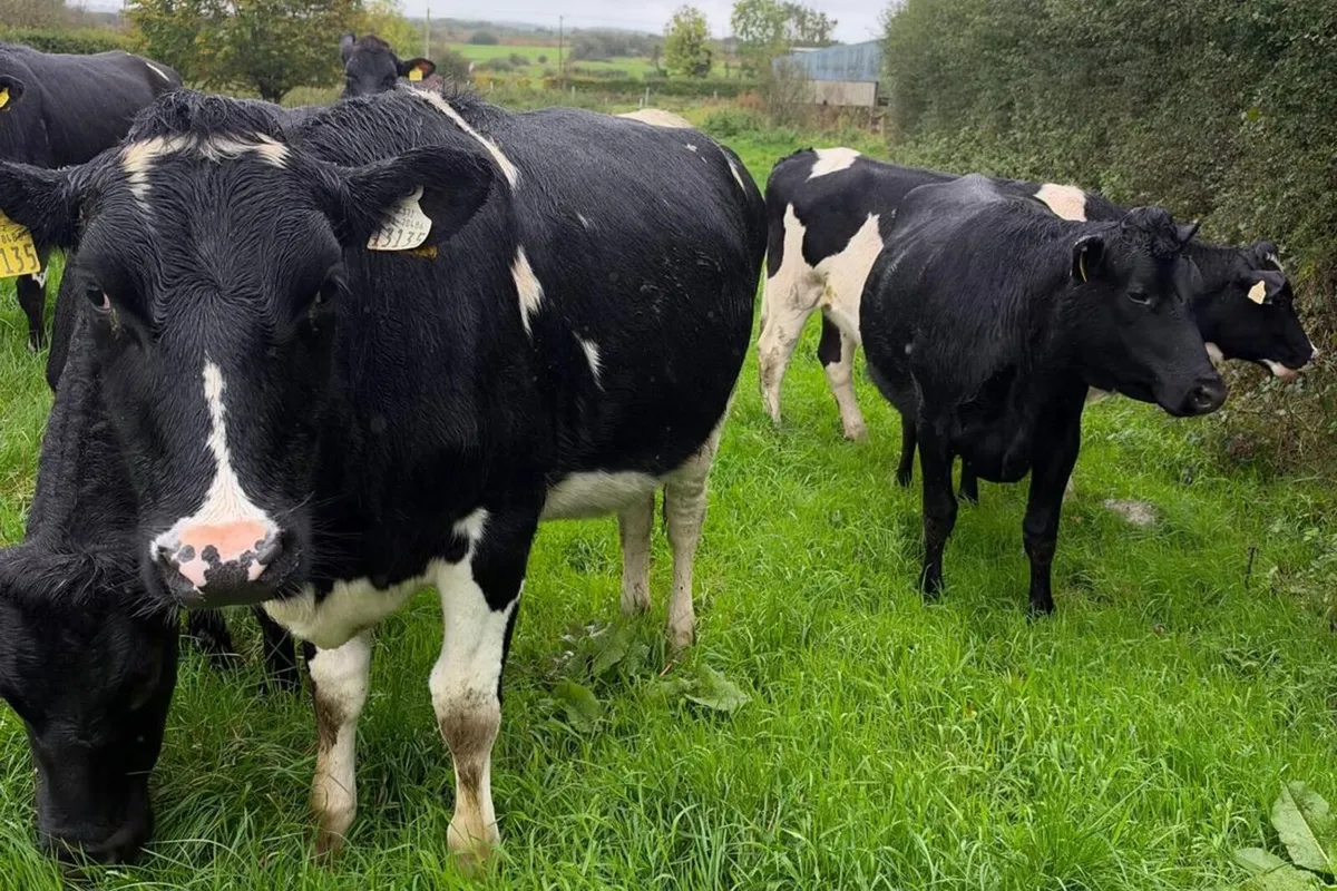 33 Spring Calving Heifers - 518 Kg/Ms - Image 3