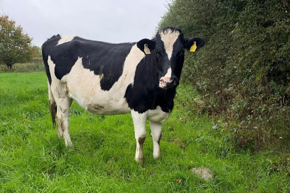 33 Spring Calving Heifers - 518 Kg/Ms - Image 1