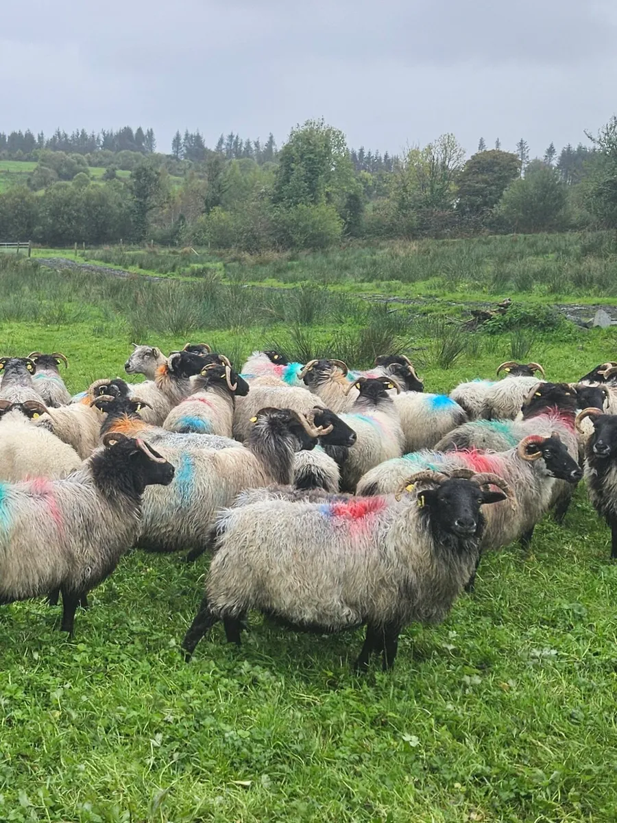 Horned ewes - Image 1
