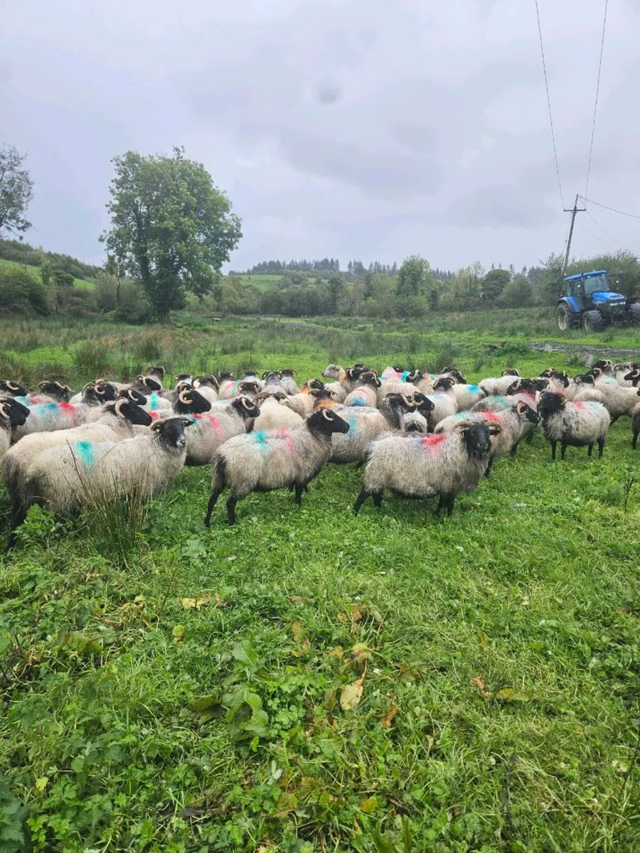Horned ewes - Image 2