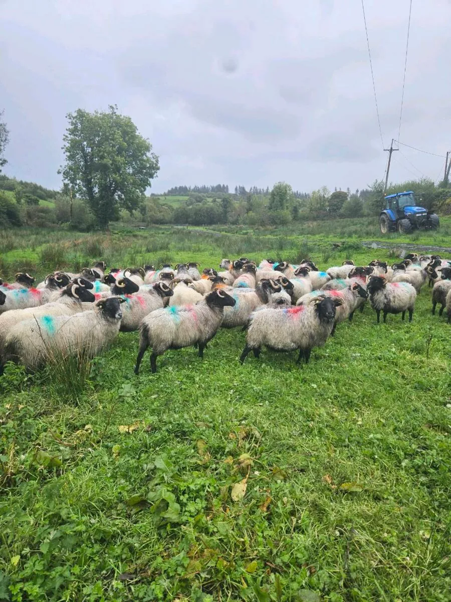 Horned ewes - Image 3