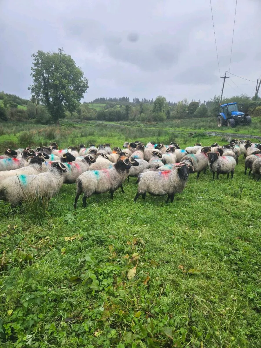 Horned ewes - Image 4