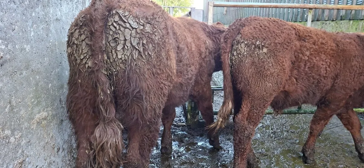Saler  Bullocks - Image 2