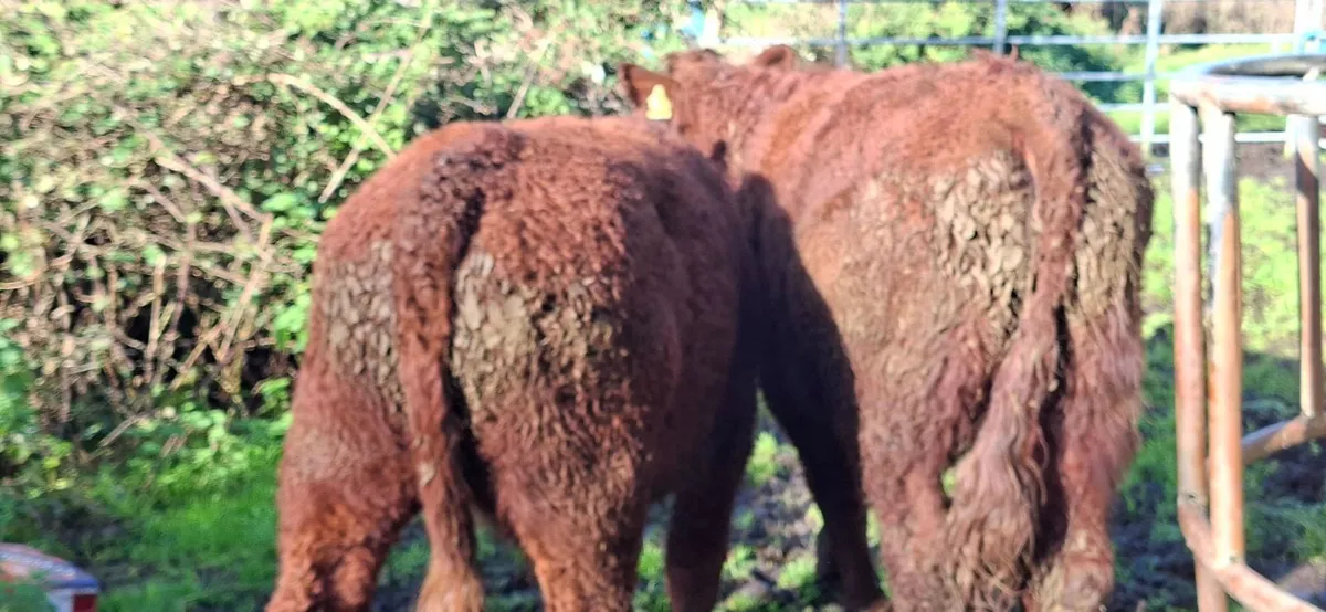 Saler  Bullocks - Image 4