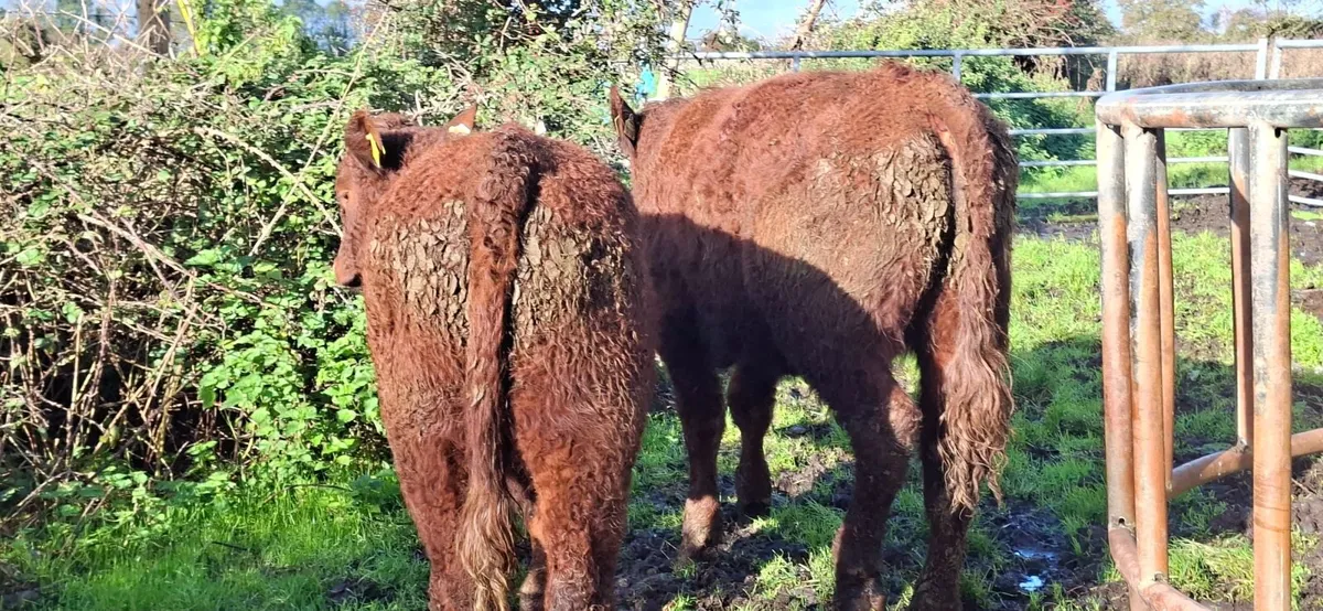Saler  Bullocks - Image 3
