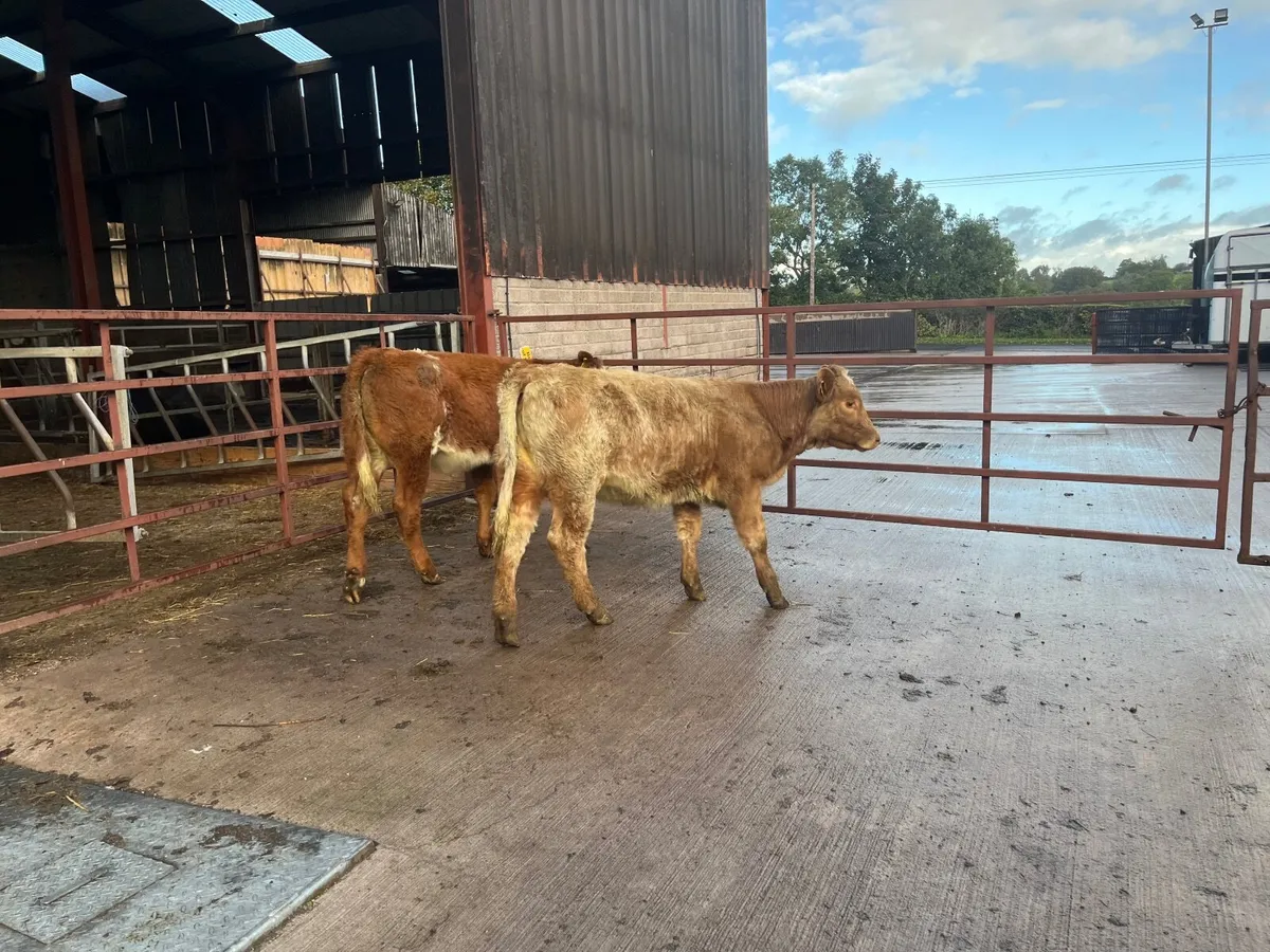 Cattle calves for sale - Image 1