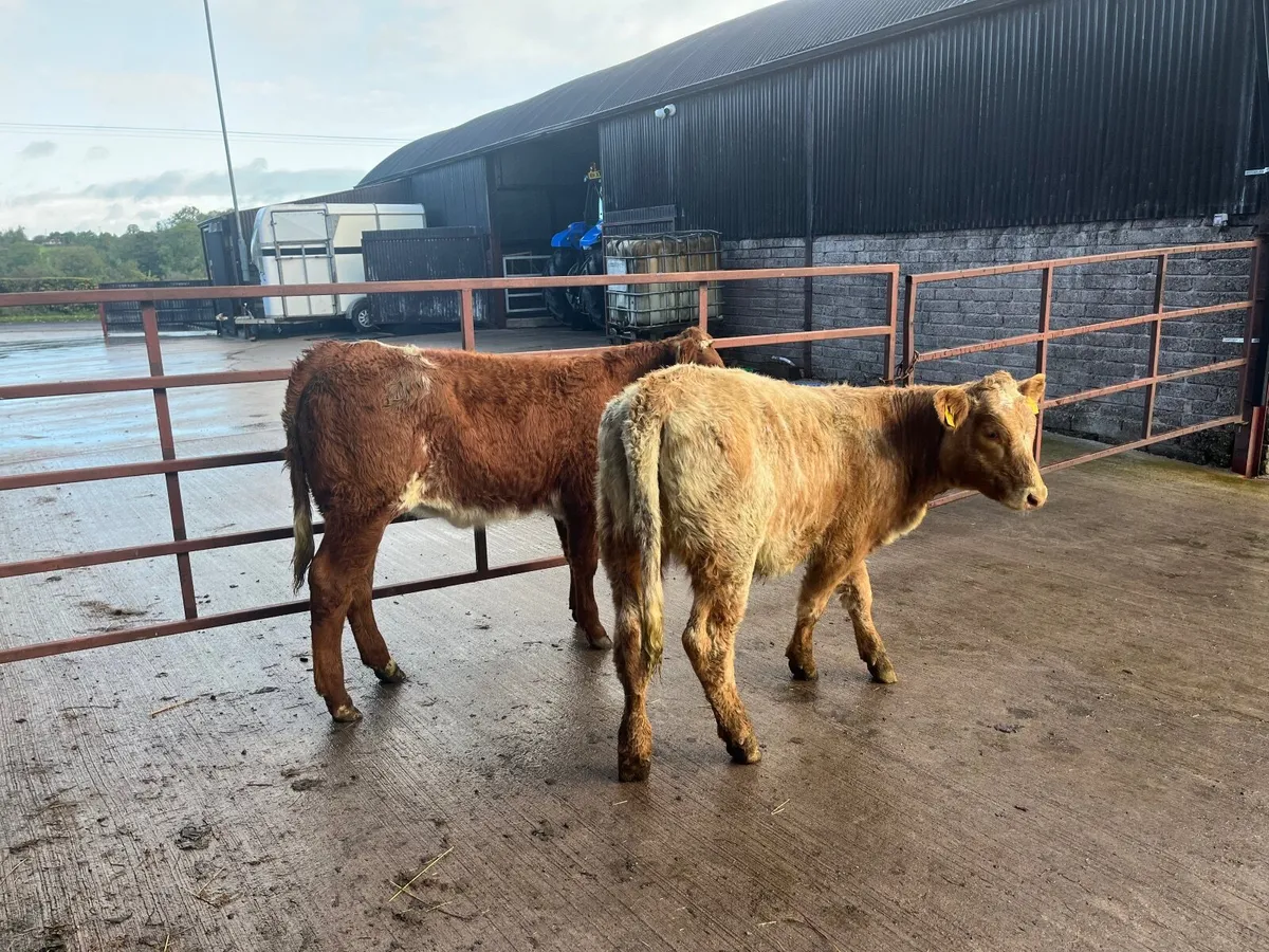 Cattle calves for sale - Image 2