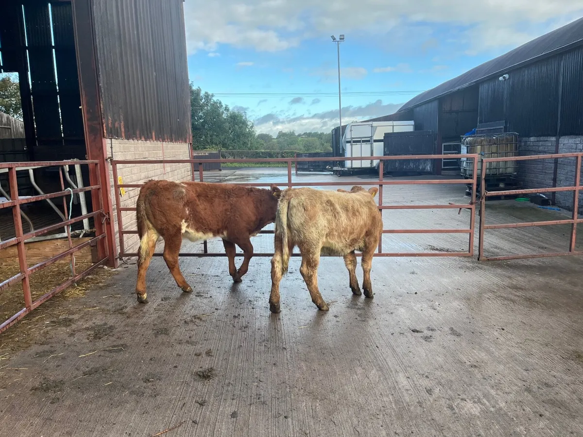 Cattle calves for sale - Image 3