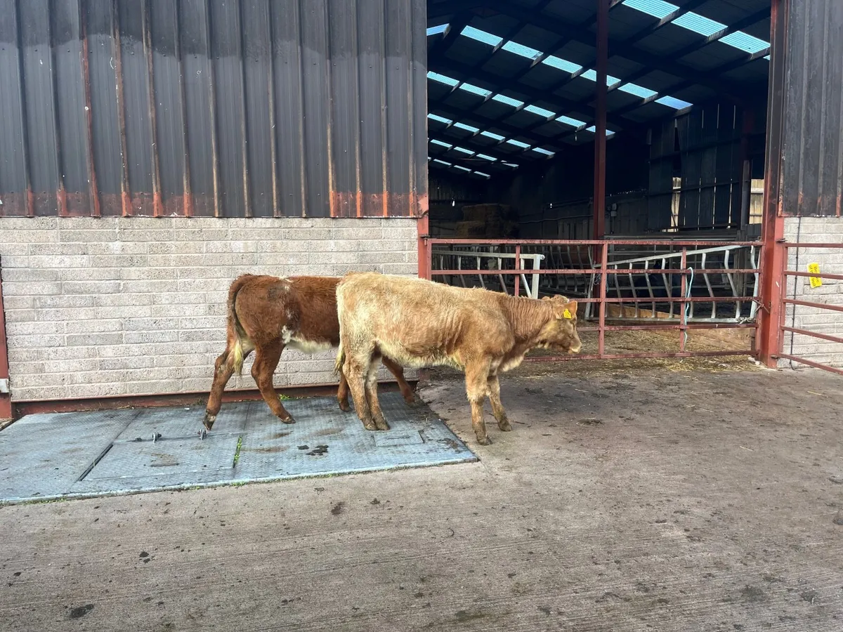 Cattle calves for sale - Image 4