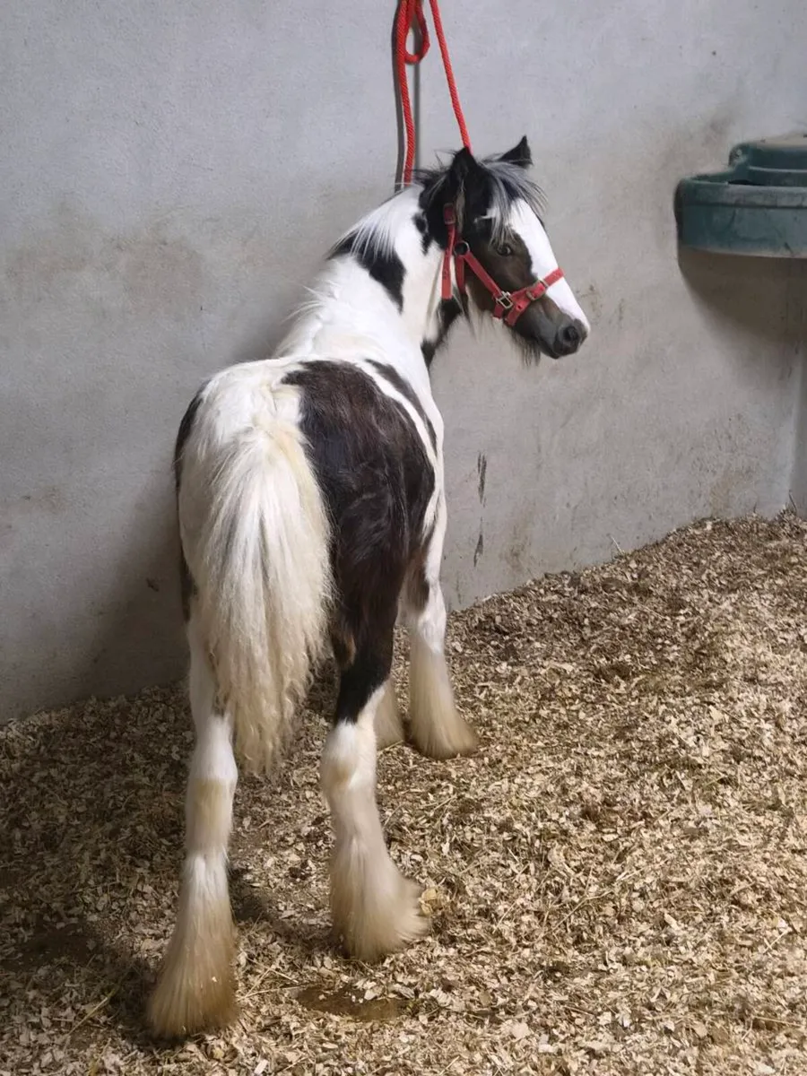 Filly - Image 1