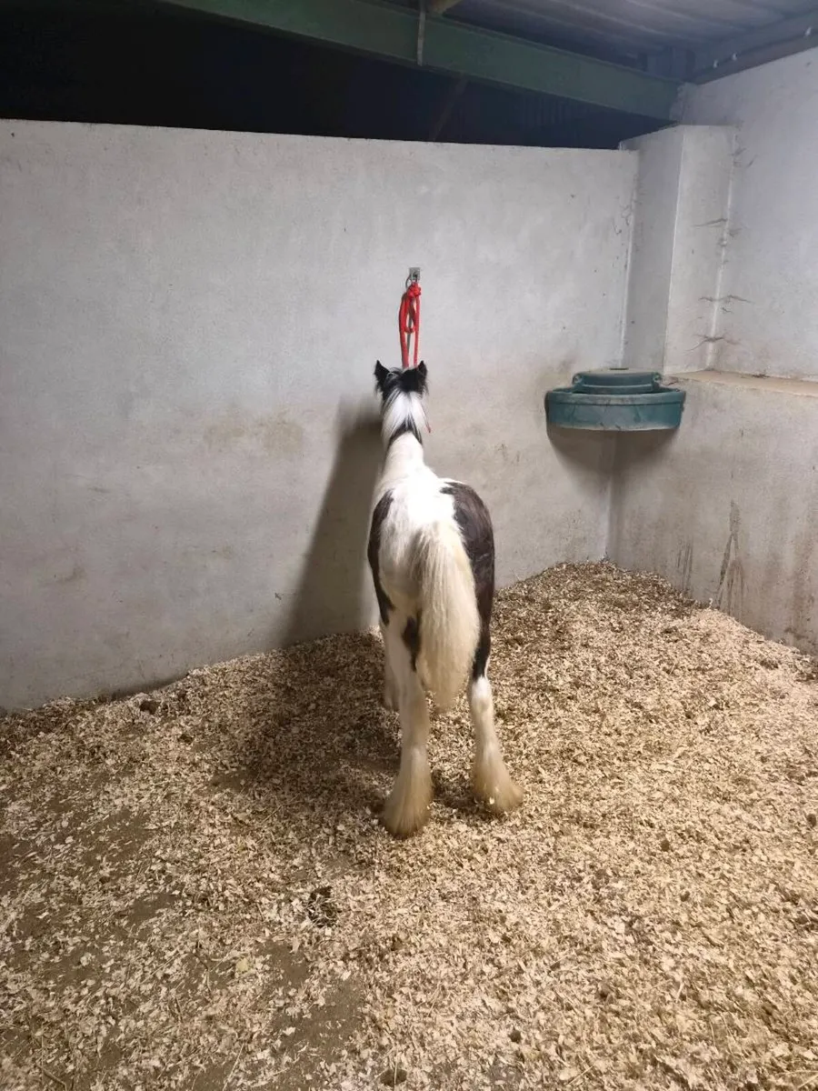 Filly - Image 2