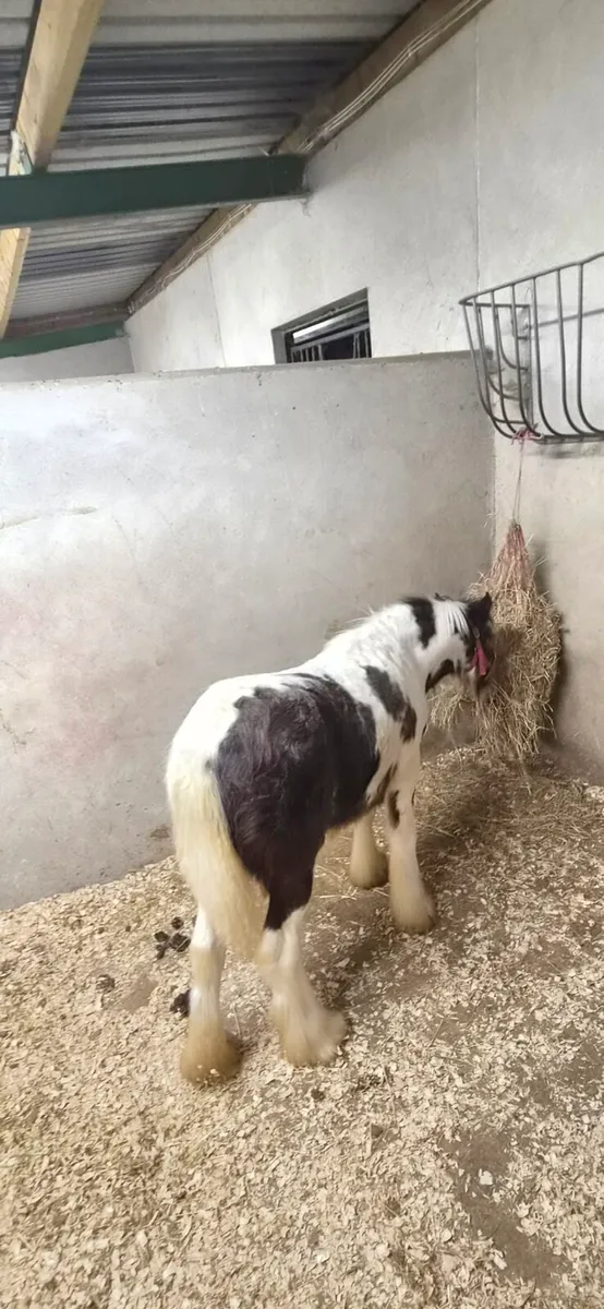 Filly - Image 3