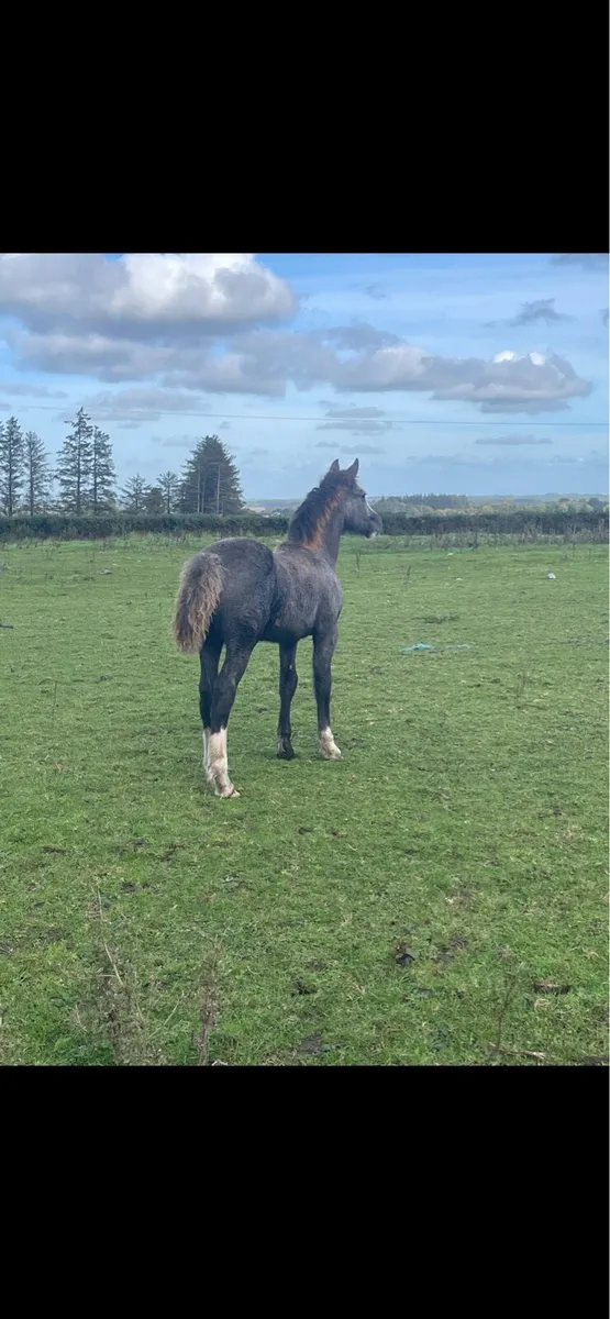 in foal Clydestale mare filly foal at foot - Image 4