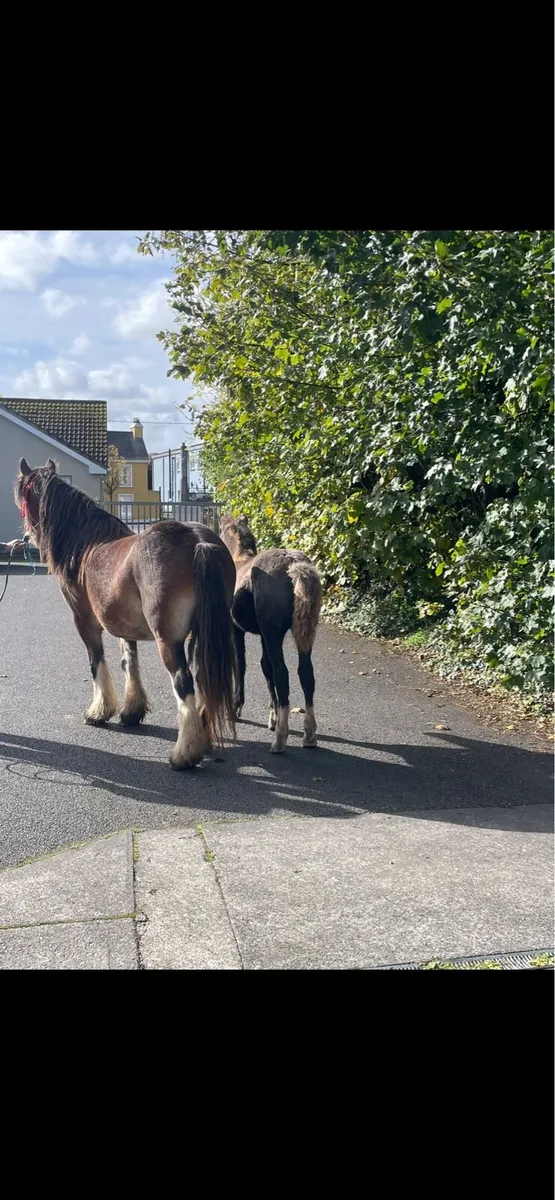in foal Clydestale mare filly foal at foot - Image 1