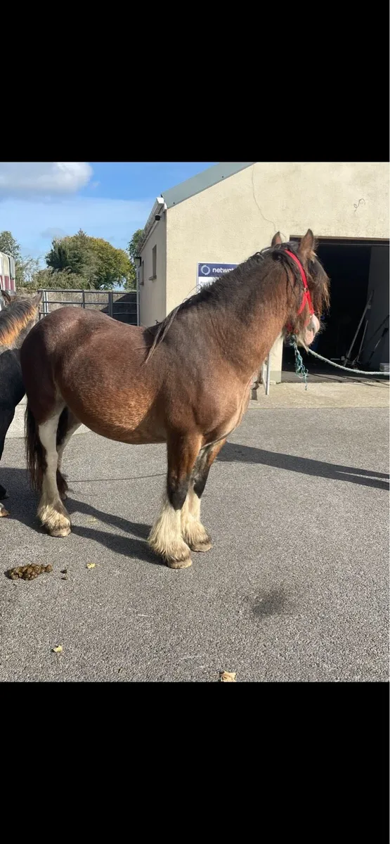 in foal Clydestale mare filly foal at foot - Image 2