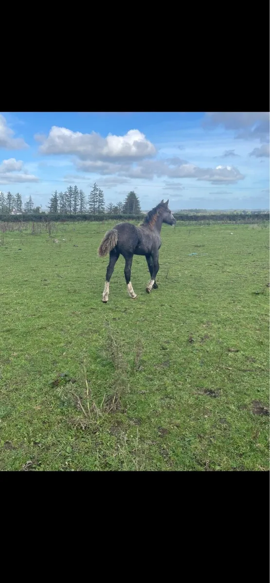 in foal Clydestale mare filly foal at foot - Image 3