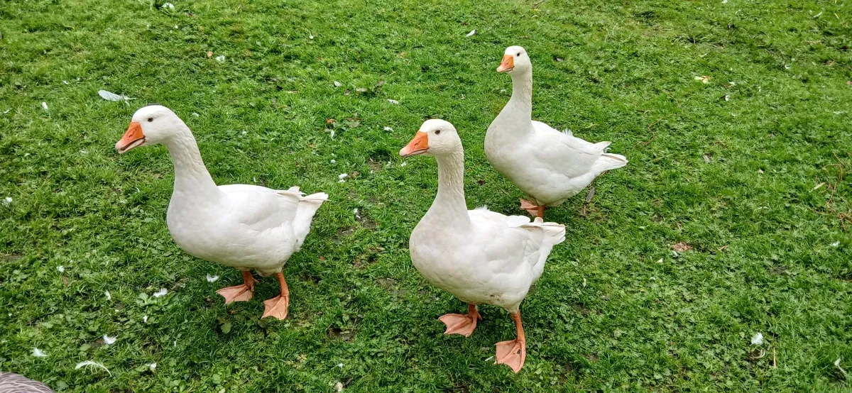 Geese
