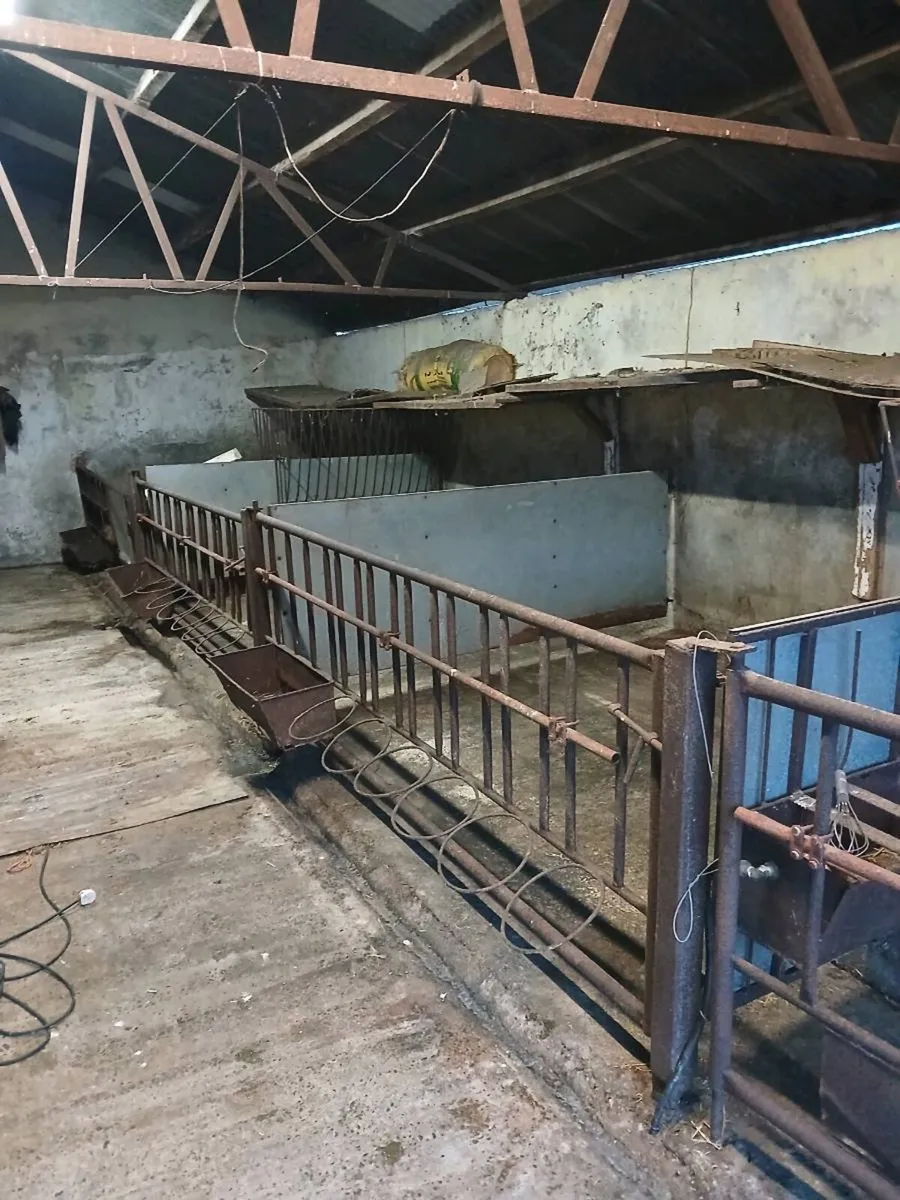 Calf penning - Image 3