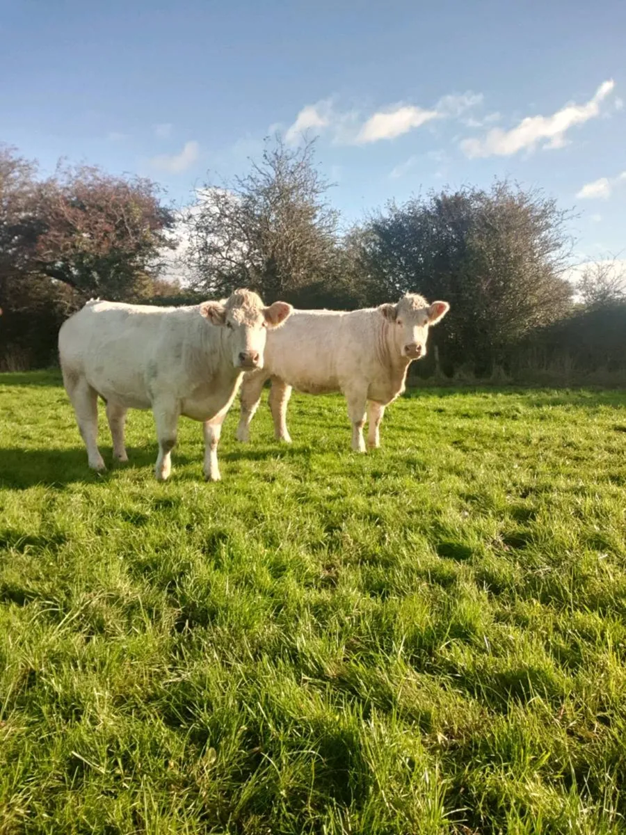 Purebred registered Maiden heifers