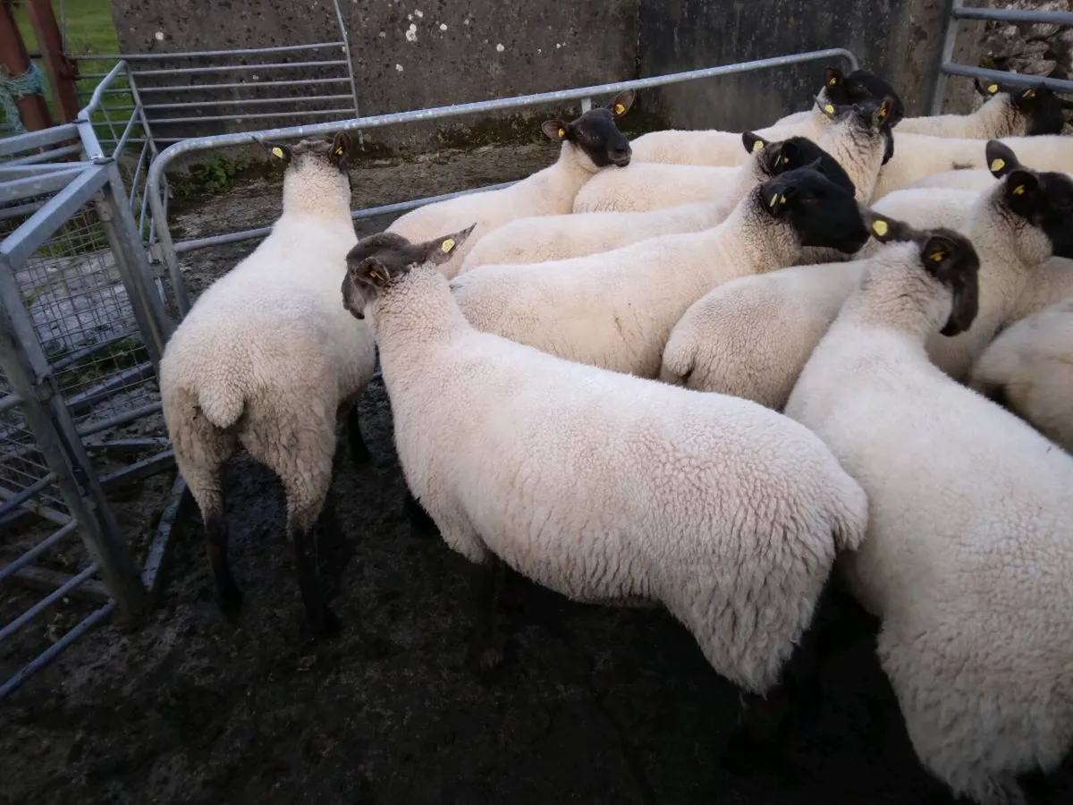 Ewe Hoggets - Image 2