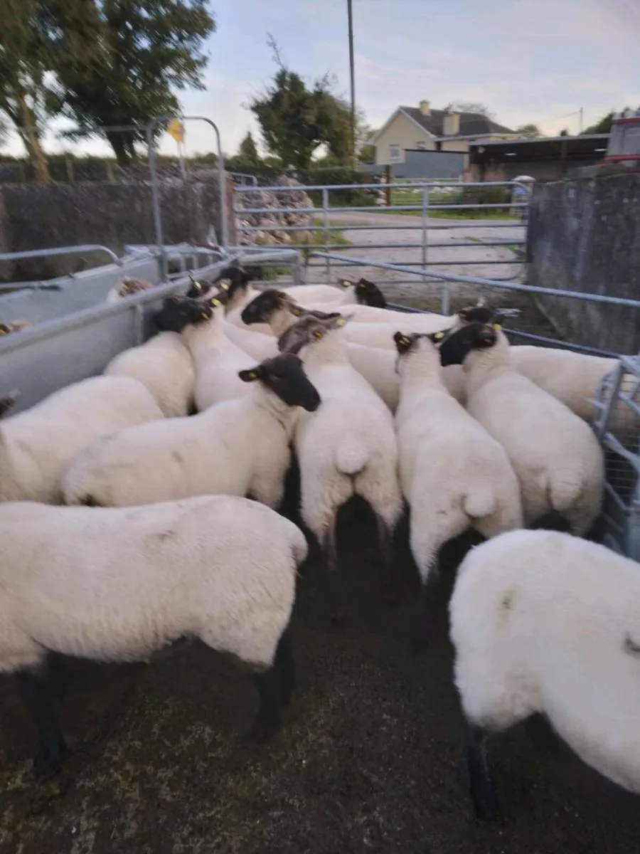 Ewe Hoggets - Image 1