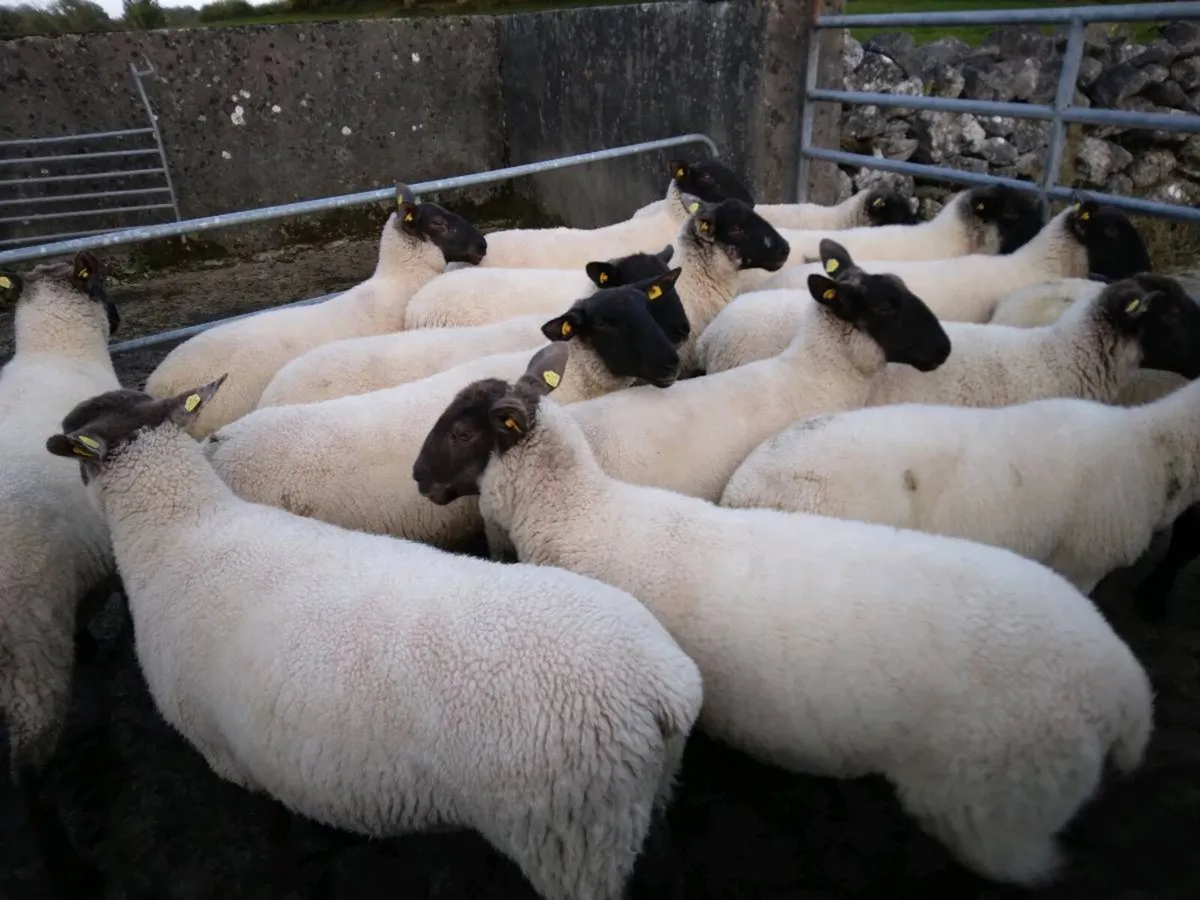 Ewe Hoggets - Image 3