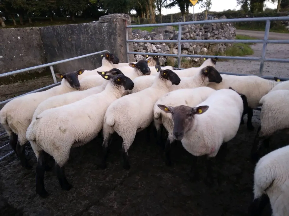 Ewe Hoggets - Image 4
