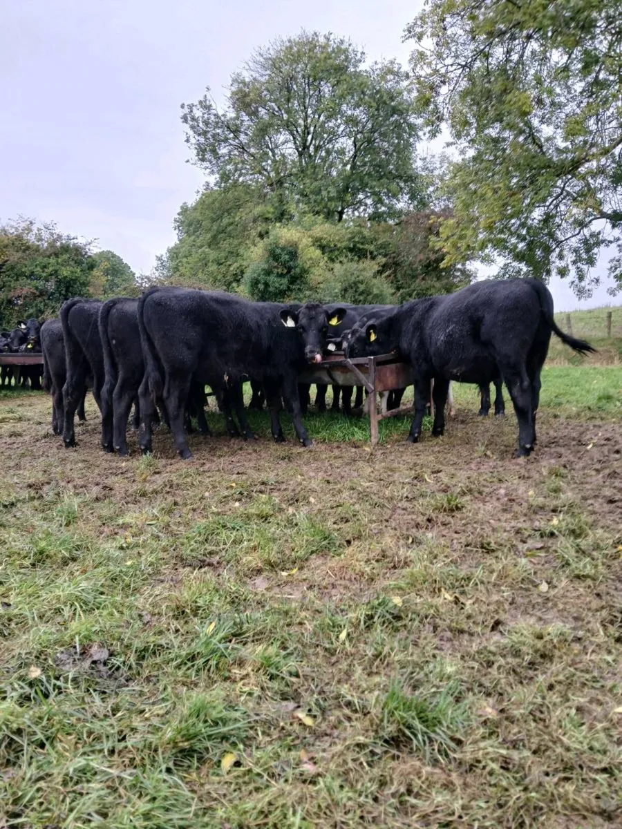 Weanlings, AA and Fr - Image 1