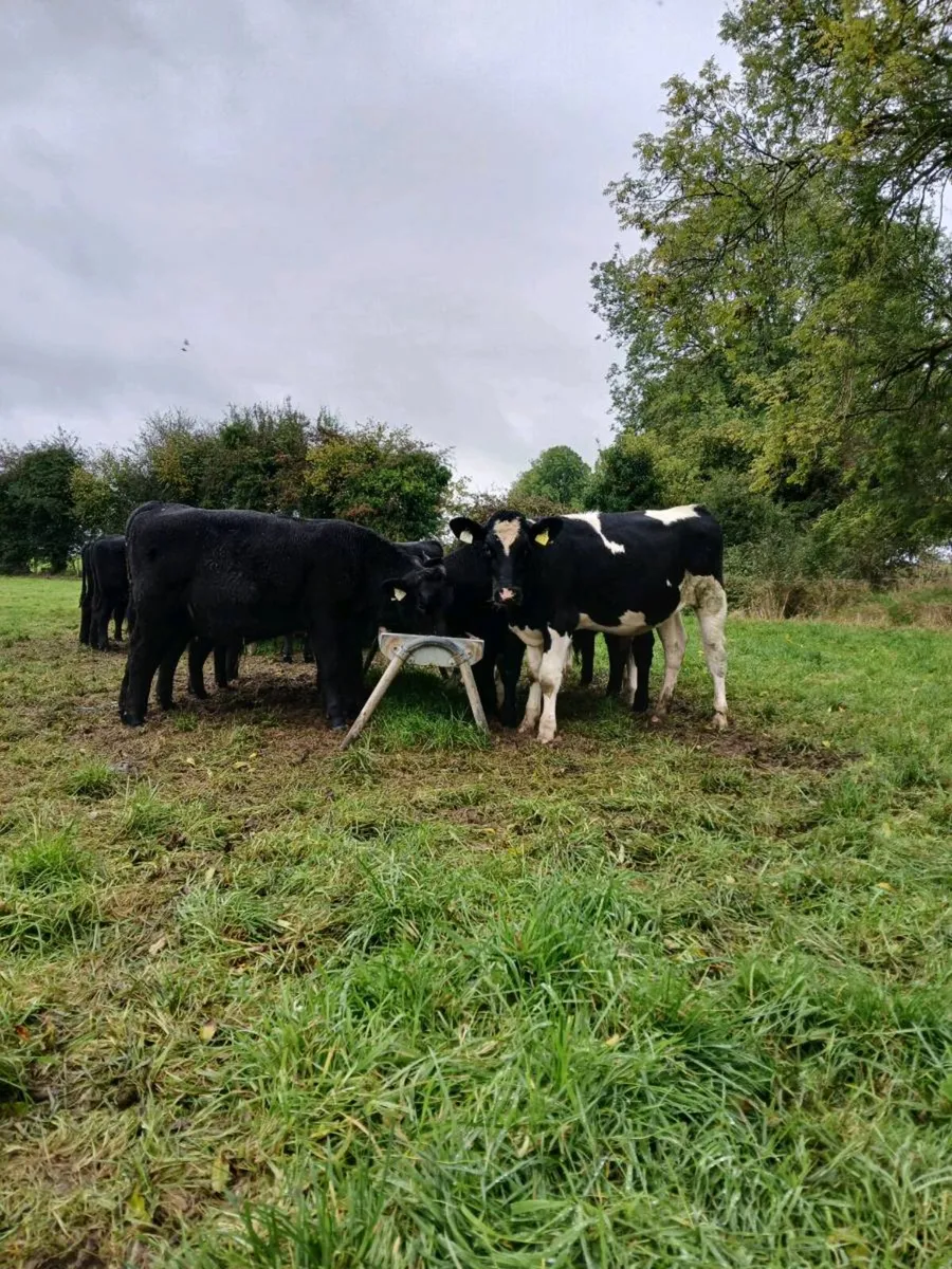 Weanlings, AA and Fr - Image 2
