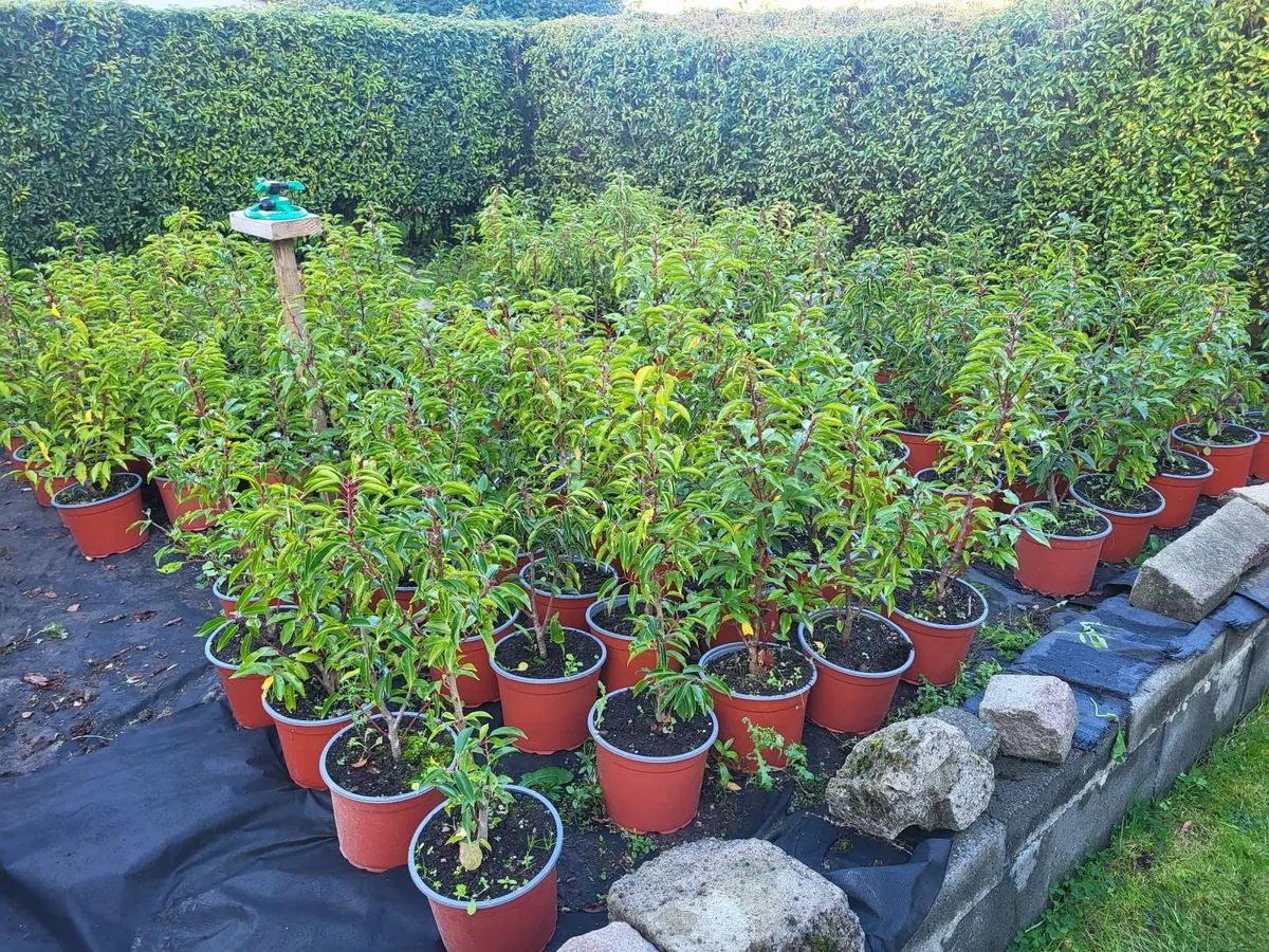 Portuguese Laurel - Image 1