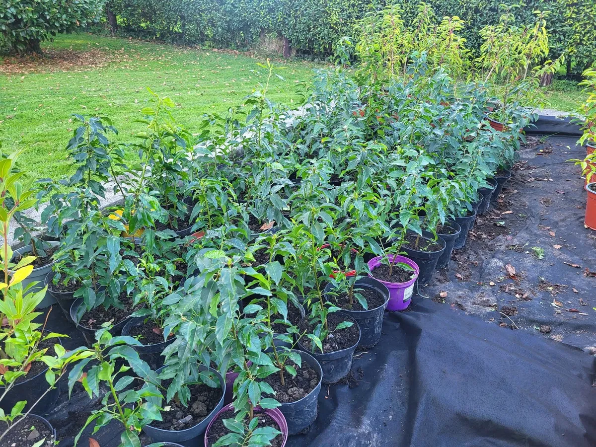 Portuguese Laurel - Image 3