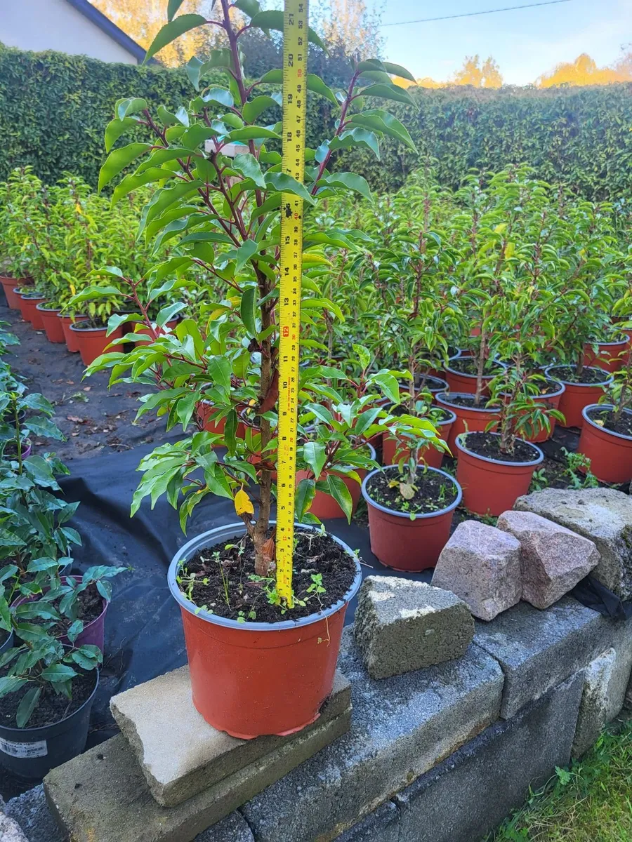 Portuguese Laurel - Image 2