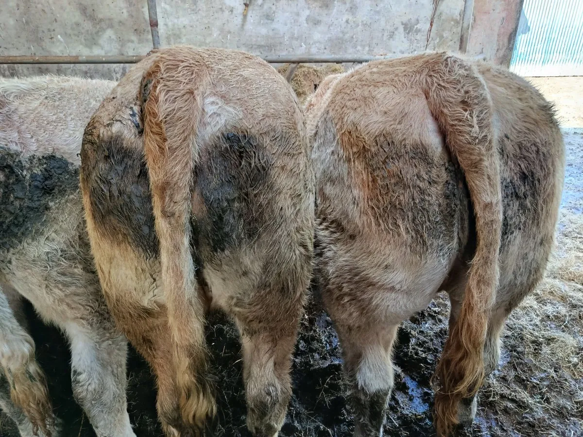 Char. heifers - Image 1