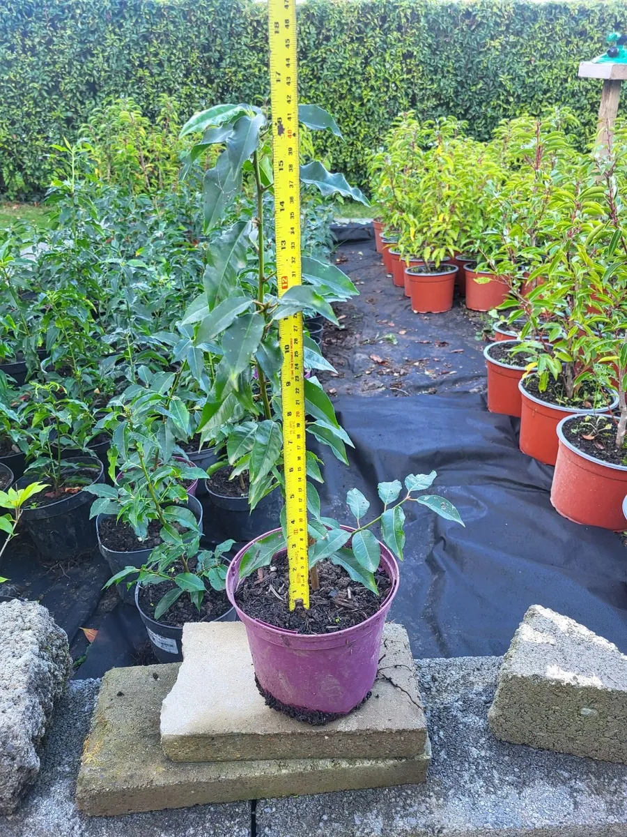 Portuguese Laurel - Image 4