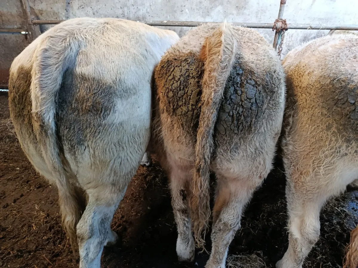 Char. heifers - Image 2