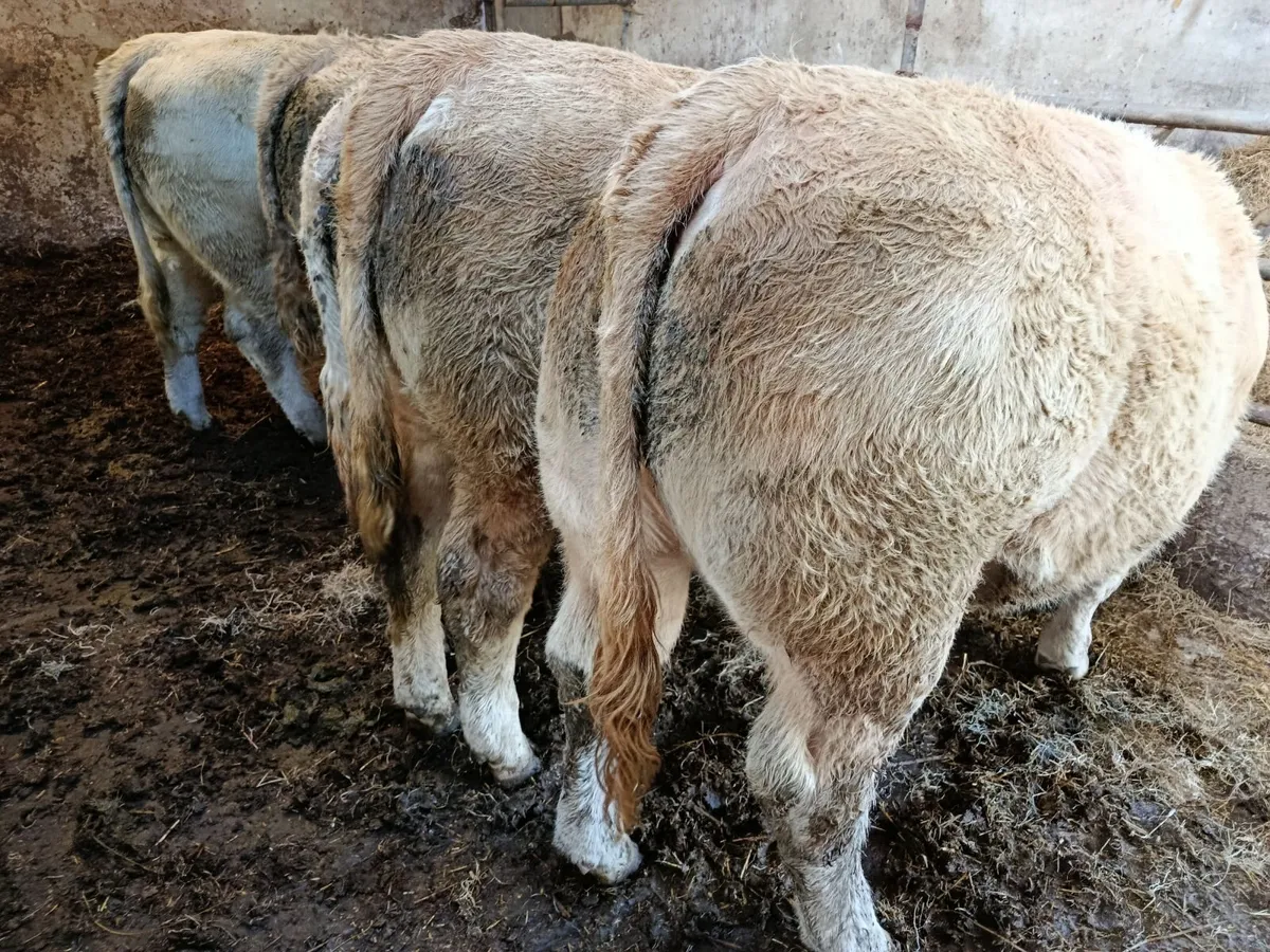 Char. heifers - Image 3