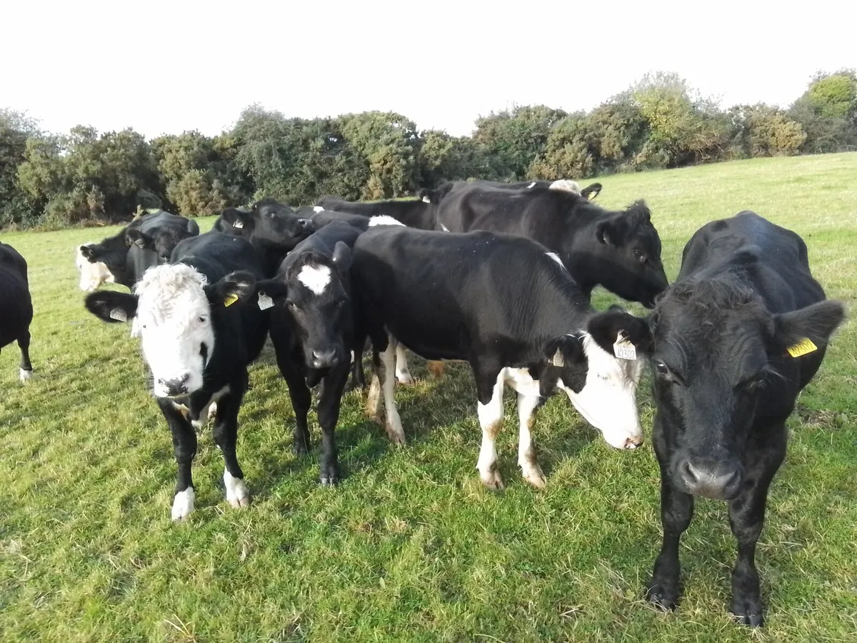 Cattle - Image 1